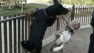 Pitbull attack Rottweiler [upl. by Finnigan955]