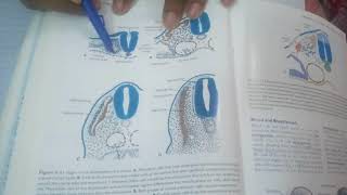 LEARN EASILY Simplest explanation of somite formation and differentiation [upl. by Parette915]