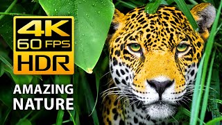 Amazing Colors of Nature in 4K HDR 60fps  Tropical Animals and Relaxing Music [upl. by Spencer]