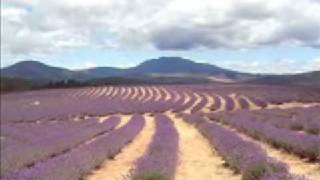 Bridestowe Lavender Farm Tasmania 2 [upl. by Allain]