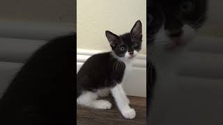 Can you guess the new fosters naming theme whiskersandbiscuits fosteringsaveslives [upl. by Vallonia]