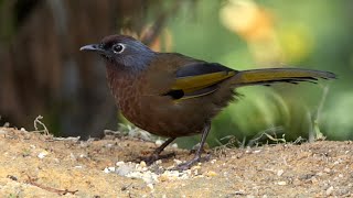 Malayan Laughingthrush in Peninsular Malaysia [upl. by Nylhtak]