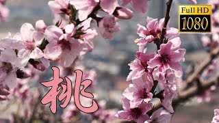 Peach blossoms【Full HD】 [upl. by Sula]