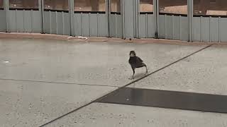 Common myna in Chermside shopping centre [upl. by Yenruoj594]