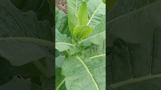 तंबाखू  Tobbaco  Nicotiana tabacum [upl. by Lynus686]