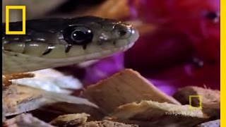 Animals Attack Shrew vs Snake  National Geographic [upl. by Allx]