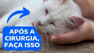 COMO CUIDAR DE UM GATO CASTRADO  CUIDADOS APÓS CASTRAÇÃO DE UM GATO [upl. by Musser]