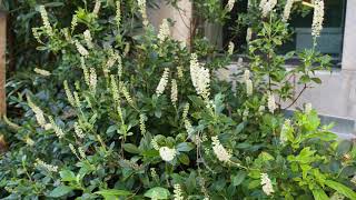 Clethra alnifolia  Summer Sweet Clethra [upl. by Aehsa309]