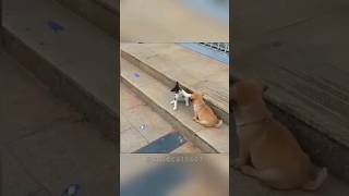 cat🐱vs🐶dog funny cat pets cute kitty cats dog [upl. by Akalam]