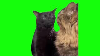 Black Cat Zoning Out  Meme HD GREEN SCREEN [upl. by Woothen]