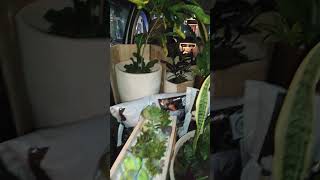 floricultura plantas floreiras viralvideo plants suculentas viralshort [upl. by Kuska]