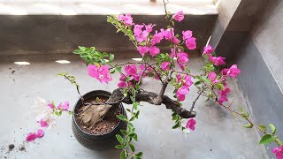 How to make a Bougainvillea Bonsai  Bougainvillea Bonsai Repotting [upl. by Rusell]