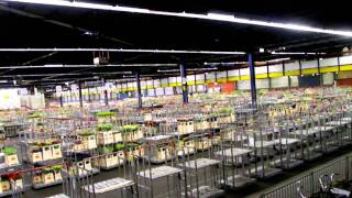 aalsmeer flower auction [upl. by Nivad]