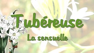 Tubéreuse  la sensuelle [upl. by Nett]