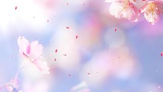 Romantic flower background petals falling video [upl. by Finah]