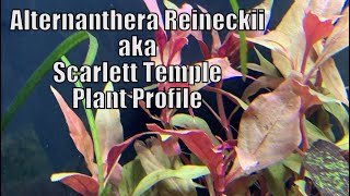 Alternanthera Reineckii  Plant Profile [upl. by Camfort]