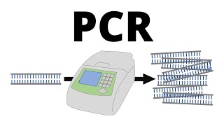 How PCR Polymerase Chain Reaction works explained in 1 minute [upl. by Nylitsirk867]