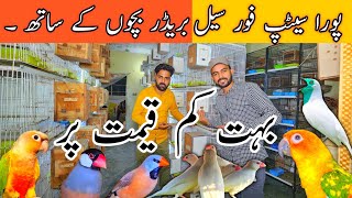 New update Java Breedar Pair  Golden Finch  Bohat Kam Rate lahorientertainmentchannel [upl. by Bethesde]