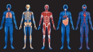 Anatomie si fiziologie Organe structuri anatomice  Corpul uman [upl. by Rawlinson]