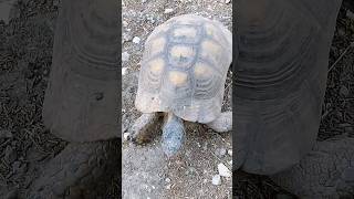 Tortoise 🇬🇷 Athens Greece [upl. by Ahsoyek]