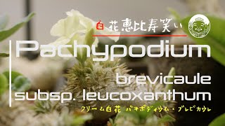 Pachypodium brevicaule subsp leucoxanthum [upl. by Zumstein]