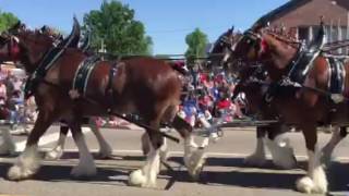 Clydesdales in Humboldt Tennessees Strawberry Festival [upl. by Deach552]