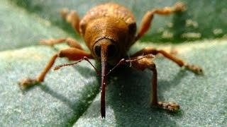 Curculio venosus  Rüsselkäfer  Weevil [upl. by Valene]