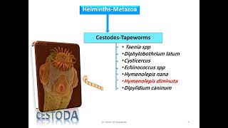 Hymenolepis diminuta Rat tapeowrm Cestode [upl. by Siesser]