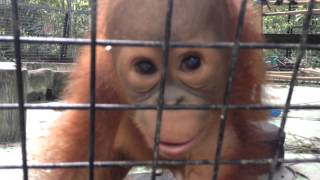 Orangutan Babies Sintang [upl. by Madancy]