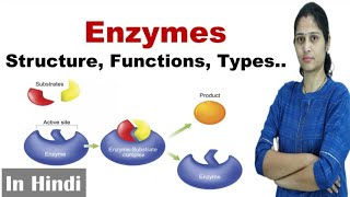 Enzymes  Structure Function Types  NEET  Biomolecule  In Hindi  Science Explored [upl. by Iraam372]