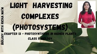 LIGHT HARVESTING COMPLEX  PHOTOSYSTEM I PHOTOSYSTEM II  QUANTOSOME  LIGHT REACTION [upl. by Garvey980]