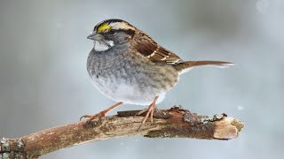 Introduction to Winter Birding [upl. by Nagar662]