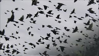 Mesmerizing flock of 1000s of Brownheaded Cowbirds [upl. by Dranyl]