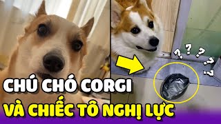 Chú chó Corgi cùng câu chuyện cảm lạnh với quotChiếc Tô Cơm Đầy Nghị Lựcquot 😂  Yêu Lu Official [upl. by Devy]