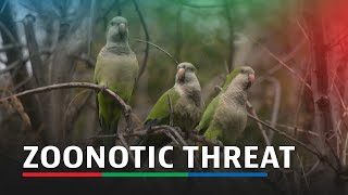 Parakeetborne bacteria pose zoonotic threat in Chile  ABSCBN News [upl. by Pieter699]