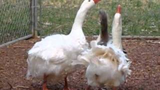 2 Geese Breeding at Saynora Farms [upl. by Rask]