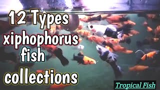 12 types Of Xiphophorus fish collection  Platies  Swordtail [upl. by Oizirbaf492]