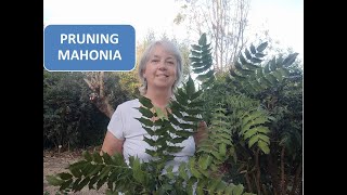 PRUNING MAHONIA [upl. by Fishman]