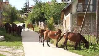 The Horses Of Lazaropole in Macedonia [upl. by Naletak77]