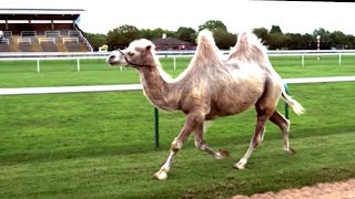 Camel Racing In Slow Motion Feat Epic Fall  Slow Mo  BBC Earth [upl. by Ricardo]