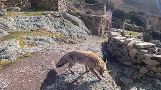 ENCUENTRO un VECINO muy ESPECIAL en este PUEBLO ABANDONADO La Rioja [upl. by Dihaz]