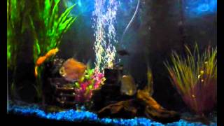 Peacock Eel and Silver Dollar Fish 55 Gallon Tank [upl. by Iahs]