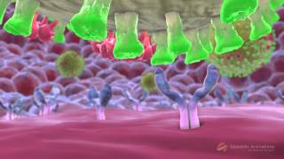 SwineFlu Influenza H1N1 Mechanism of Action MOA Animation [upl. by Odlareg849]