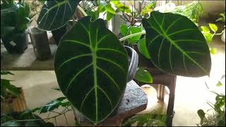 alocasia reginula black Velvet como cultiva alocasia rainha alocasiaplantafolhagem [upl. by Andert]