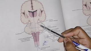 Other ascending tracts part 1 Spinocerebellar tracts  spino tectal pathway  neuroanatomy [upl. by Ambler]