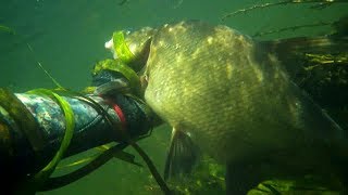 Подводная охота Разное 2mp4 Spearfishing [upl. by Kalie]