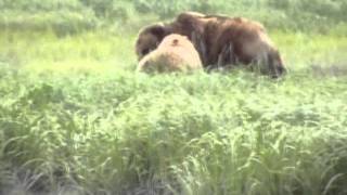 KATMAI BROWN BEAR FIGHTS FOR HER CUBS [upl. by Rosenwald]