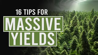 16 tips for Bigger Cannabis Yields [upl. by Ynnel]