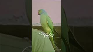 lovebirds singingparrot short film shortvideo parrot [upl. by Helms296]