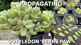 Propagating Cotyledon Tomentosa Bears Paw [upl. by Pedrick]